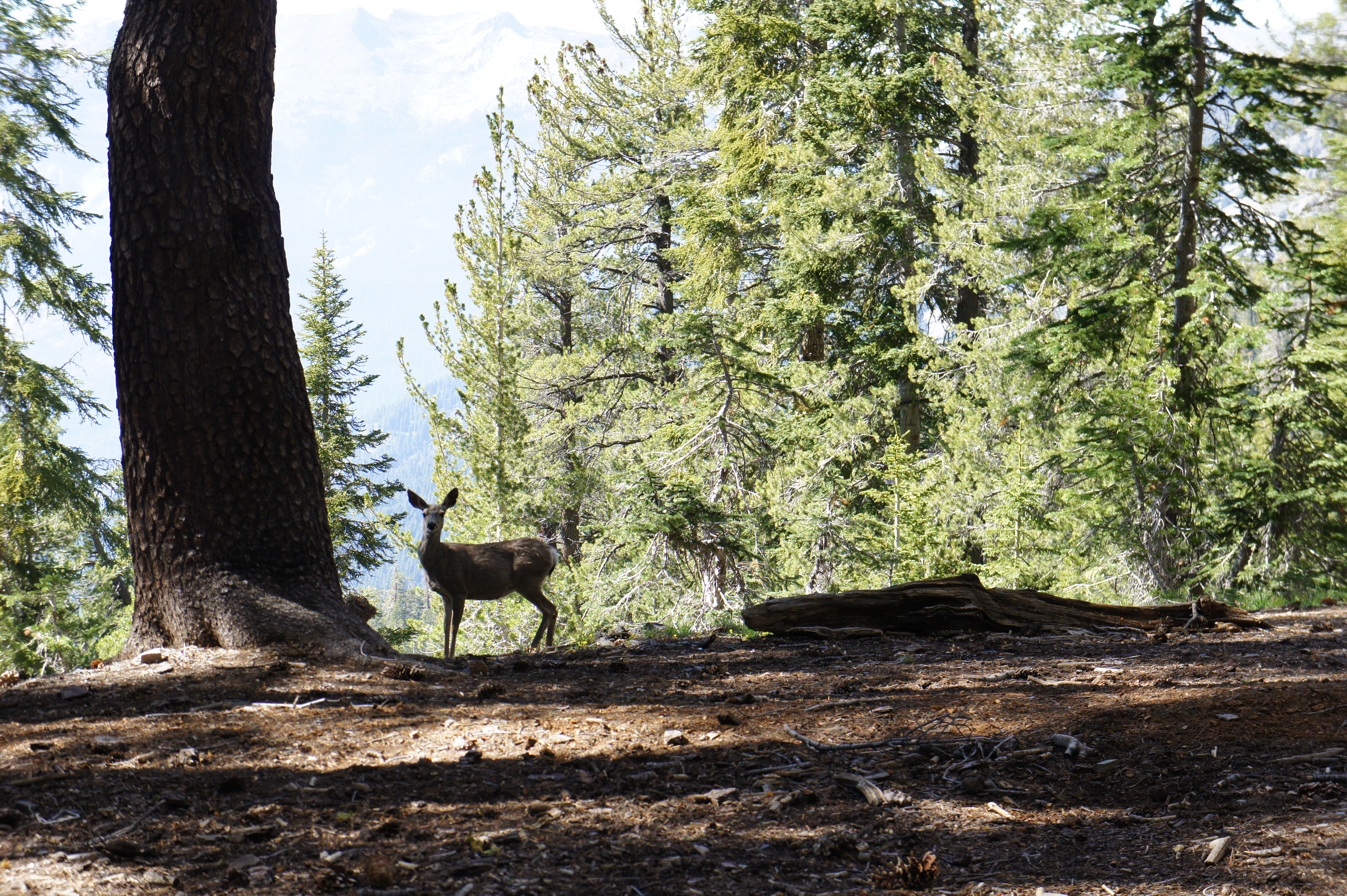Stalker Deer