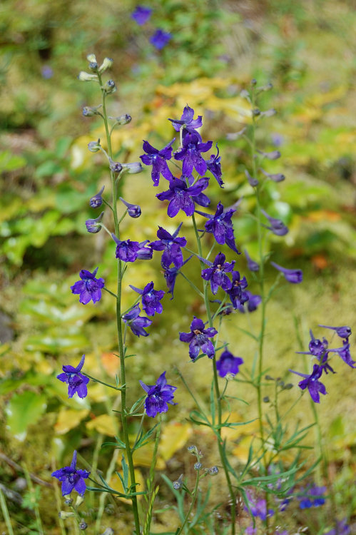 Plenty of larkspur as well