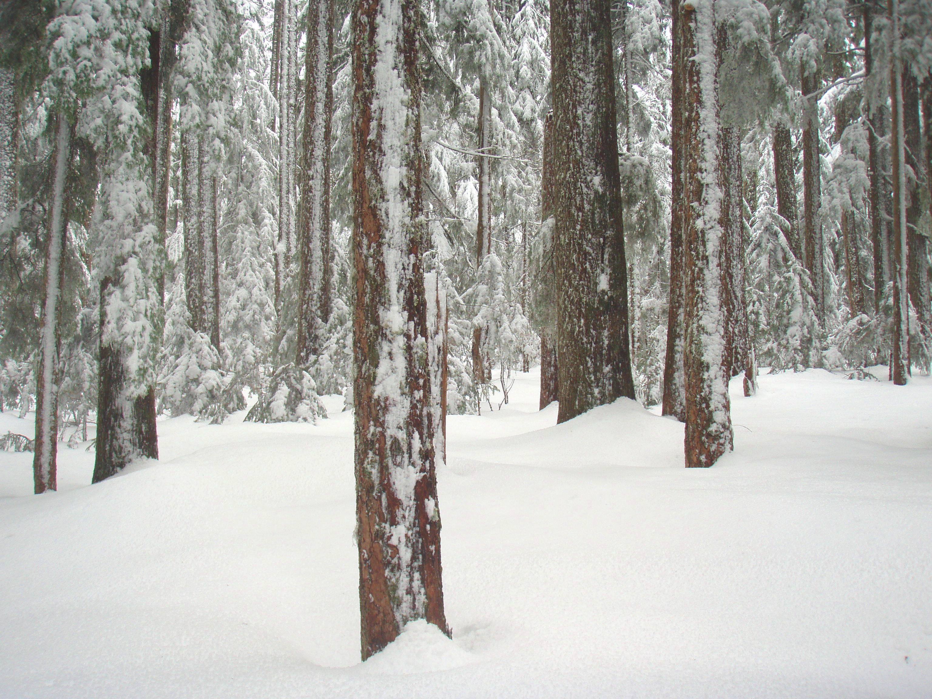 Benson Plateau