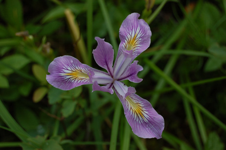 Wild iris