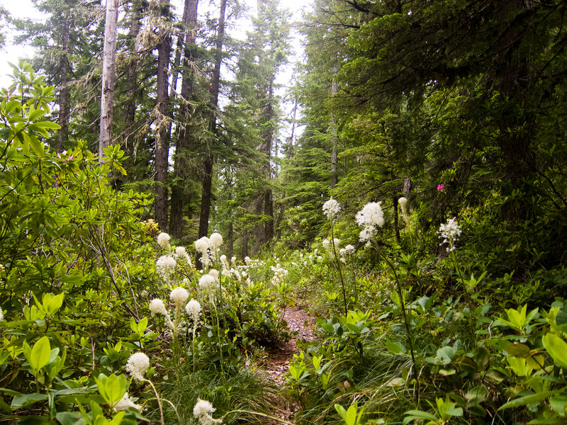 The entire trail was lined with bear grass and rhododendrons.