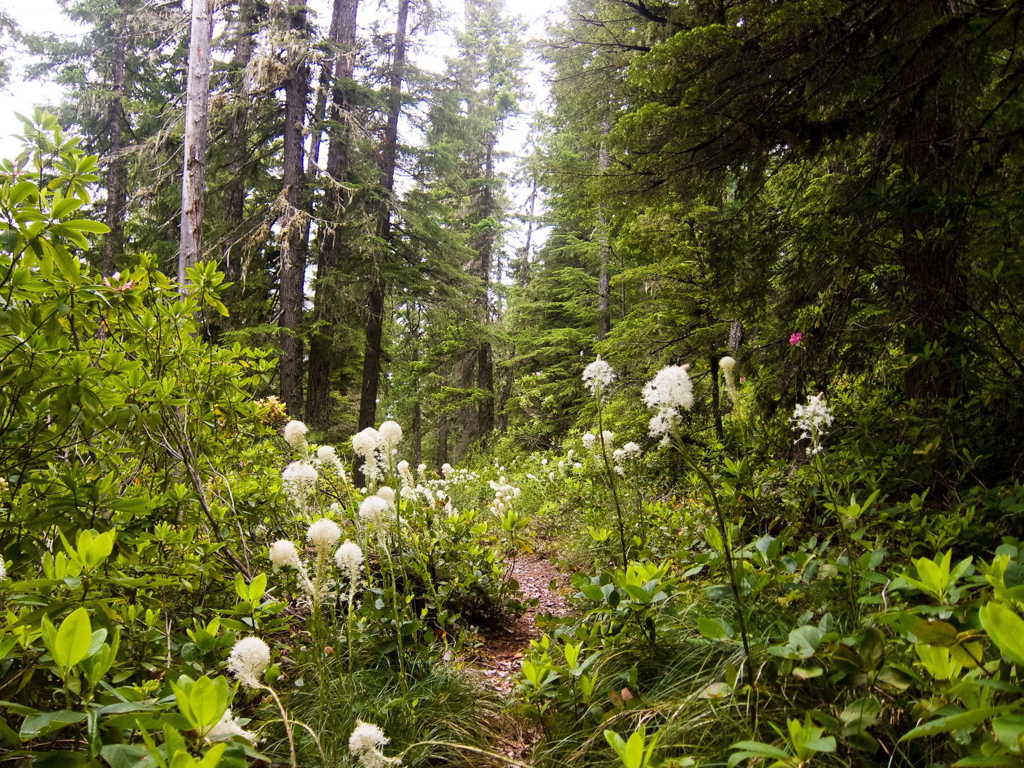 The entire trail was lined with bear grass and rhododendrons.