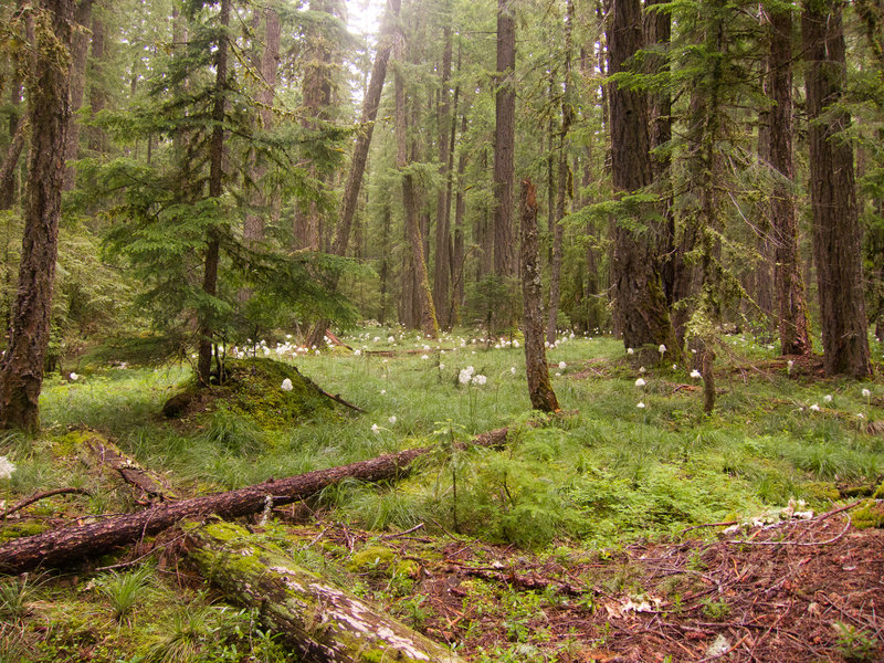 After missing the third creek crossing, we stumbled across the most amazing forest scene I may have ever seen. Thousands of bear grass blooms, everywhere.