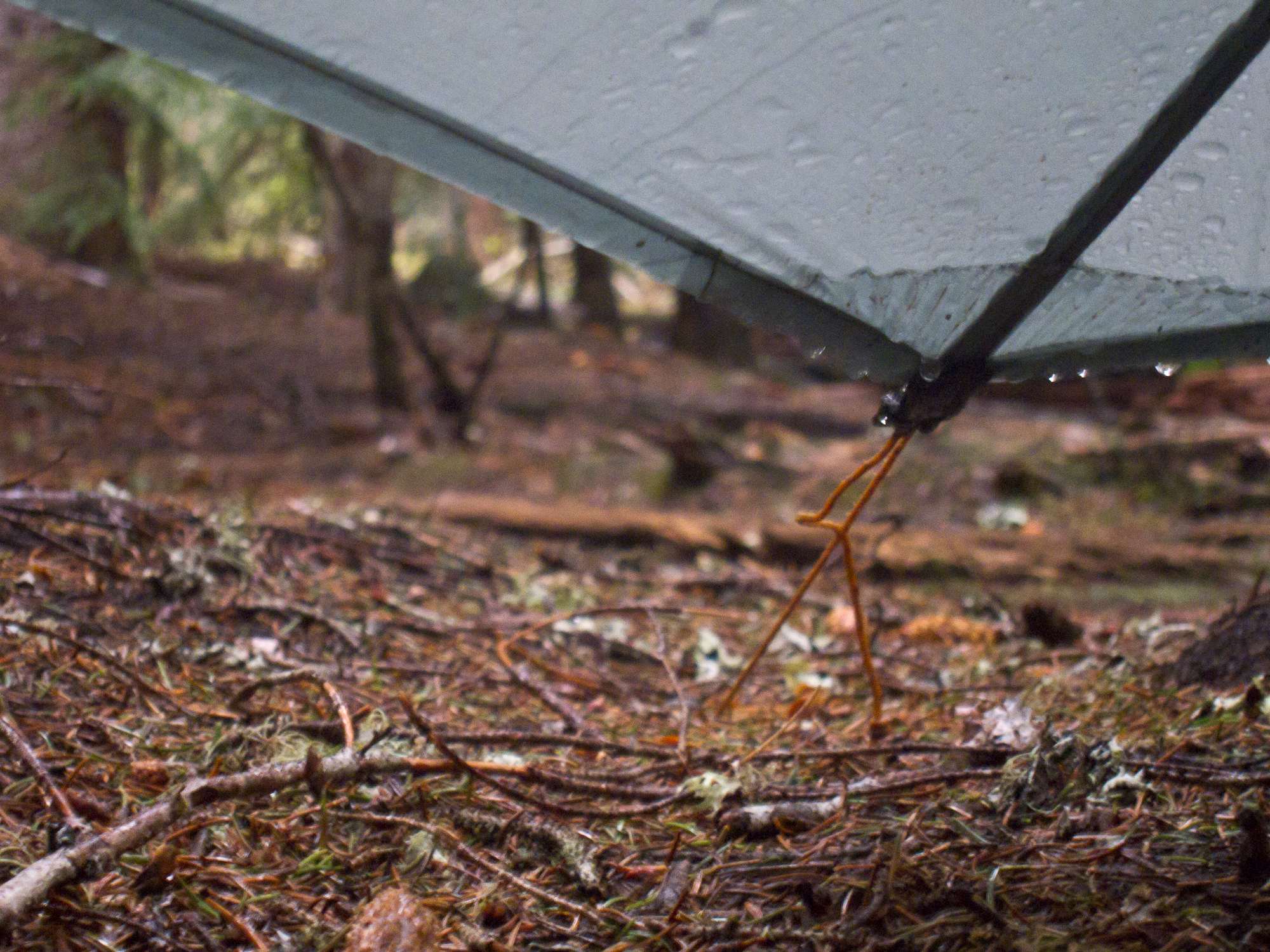 View from the tarp.