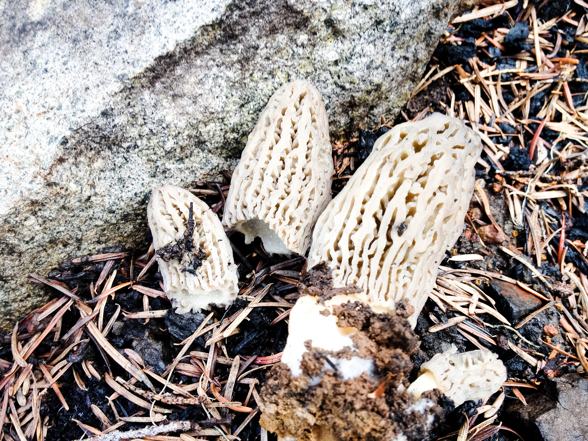 Real or fake morels?