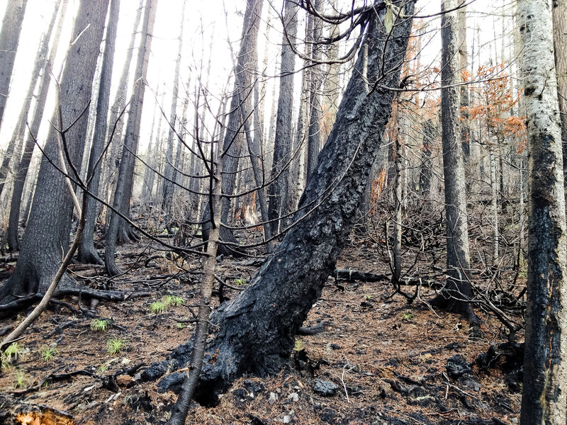 First real glimpse of the Mother Lode fire.