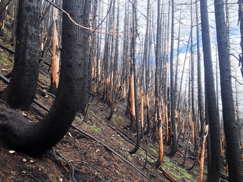 The forest on the slope south of Welcome Lakes. This seemed to be one of the most scorched areas.