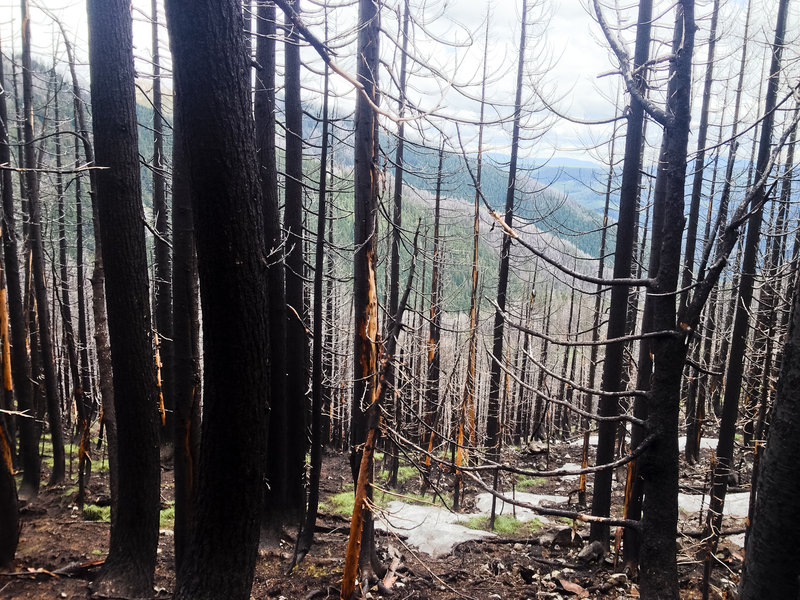 As bad as the forest is (and wind in the forecast), we decided to descend past Welcome Lakes and camp low to avoid deadfall.