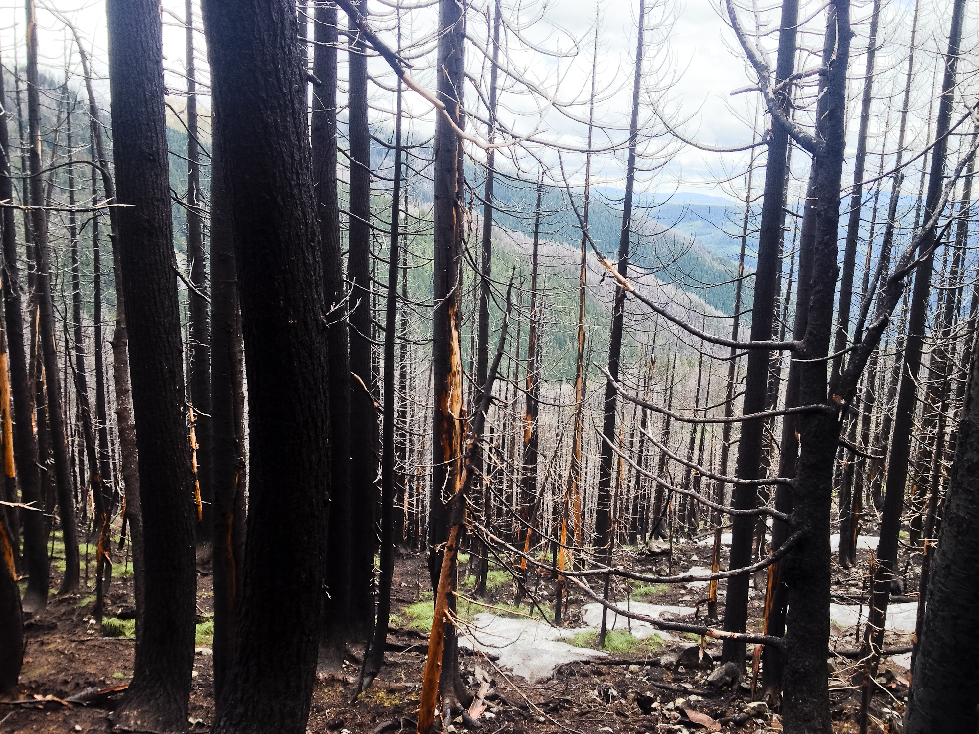 As bad as the forest is (and wind in the forecast), we decided to descend past Welcome Lakes and camp low to avoid deadfall.