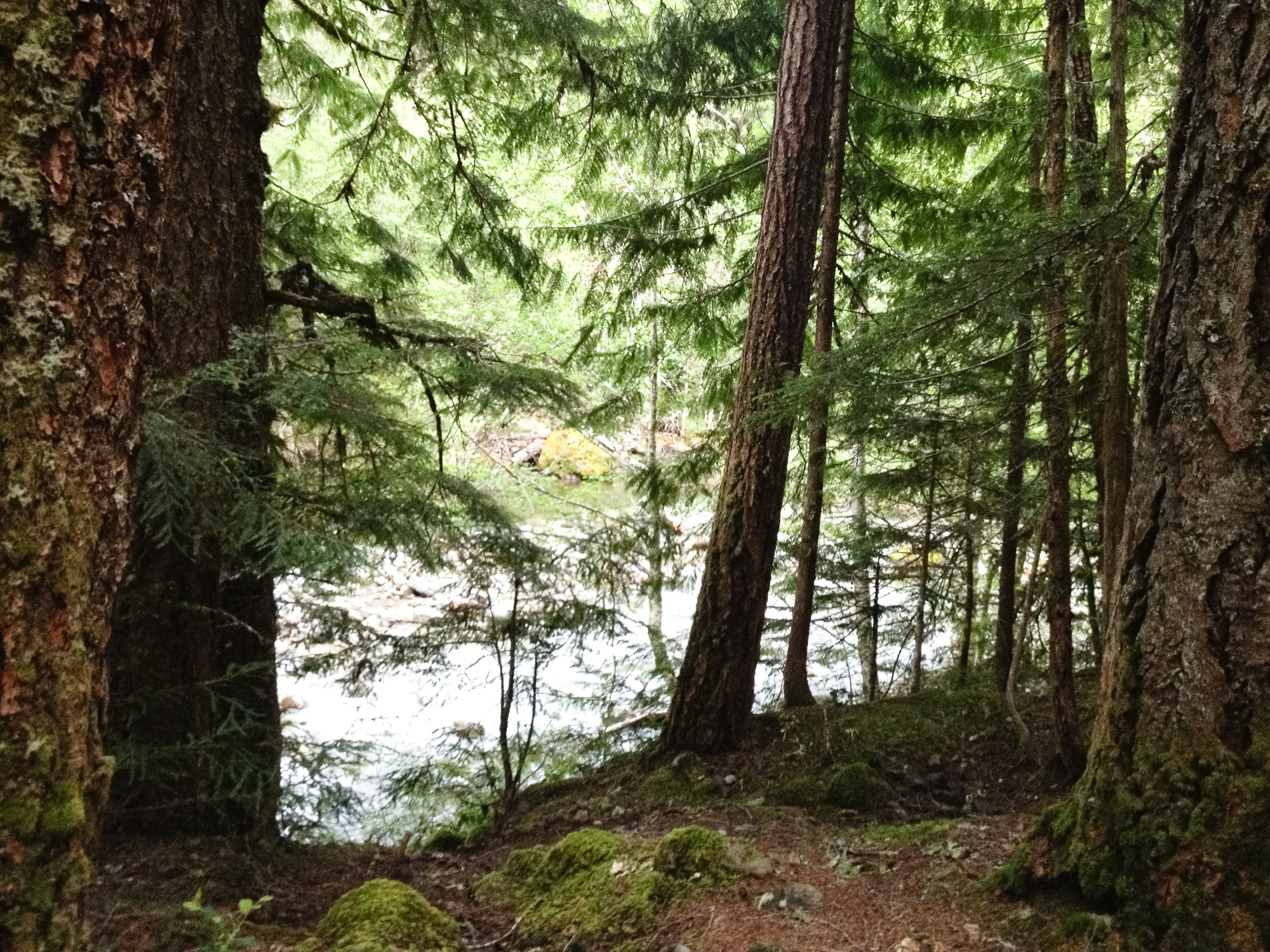The only photo of the creek I took unfortunately. I spent way too much time fishing and basking in the sun to take photos.