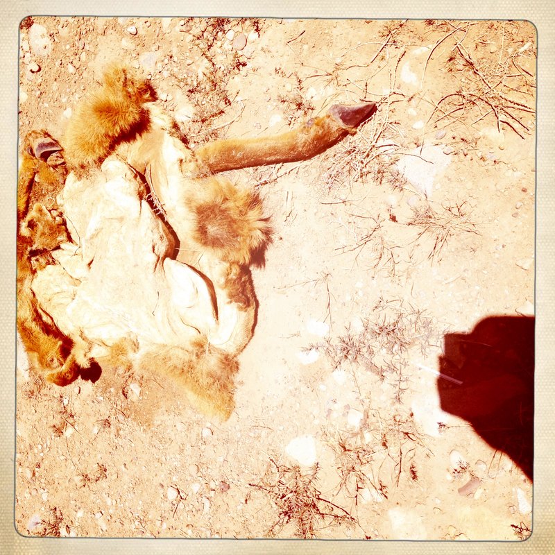 The desert will eat you.