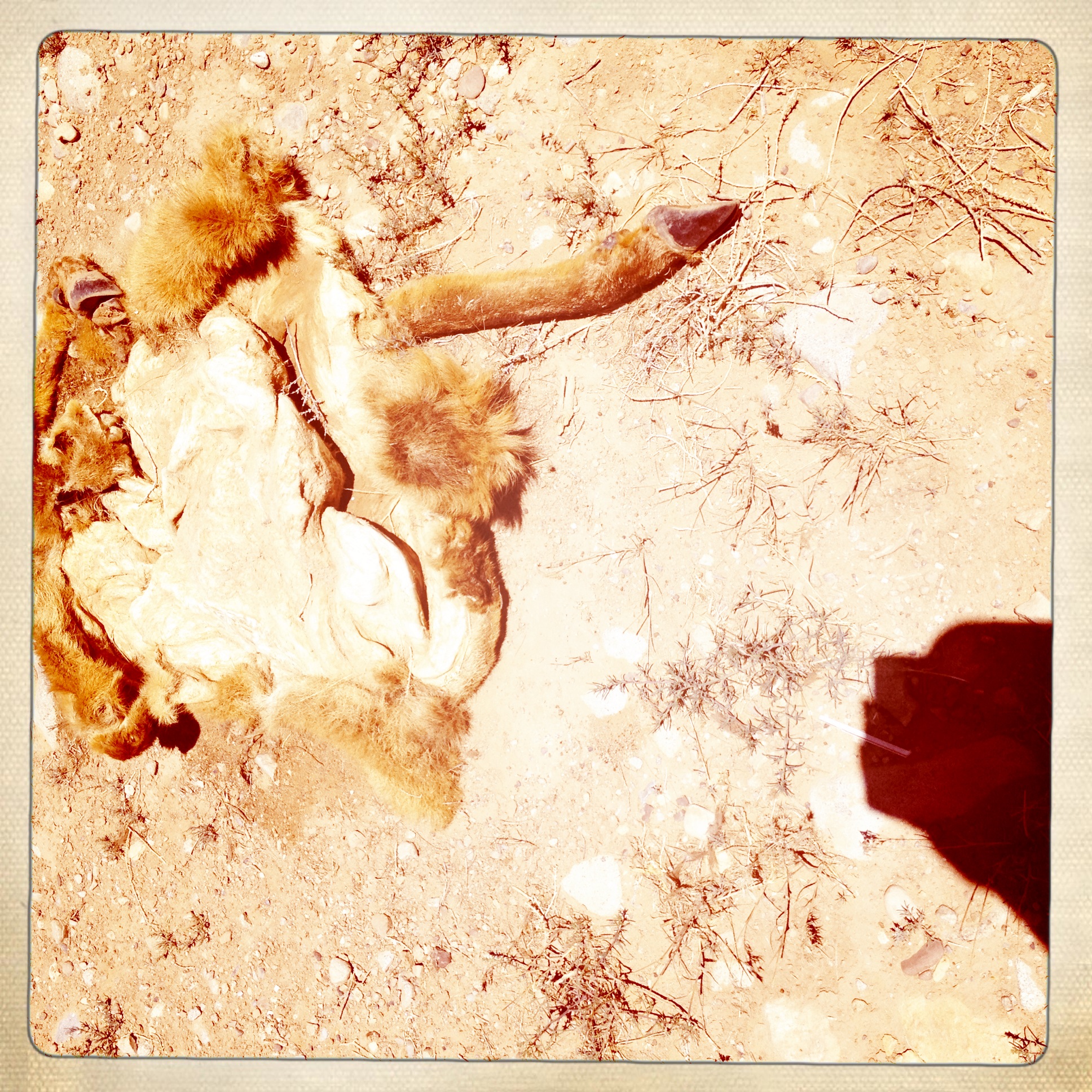 The desert will eat you.