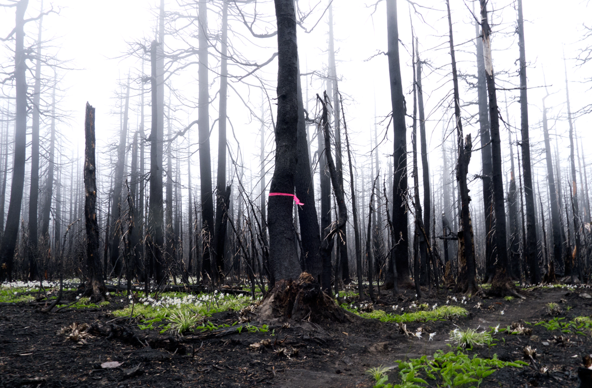 Remnants of the Dollar Lake Fire from last year.