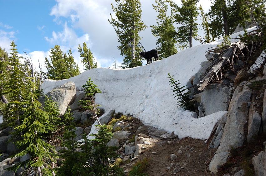 Pepper on the last snowdrift at the pass (or so I hoped)