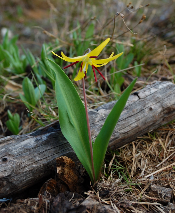 Odd-colored glacier lily