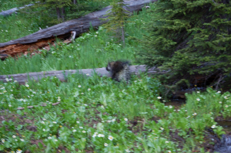 Porcupine at Lost Lake campsite