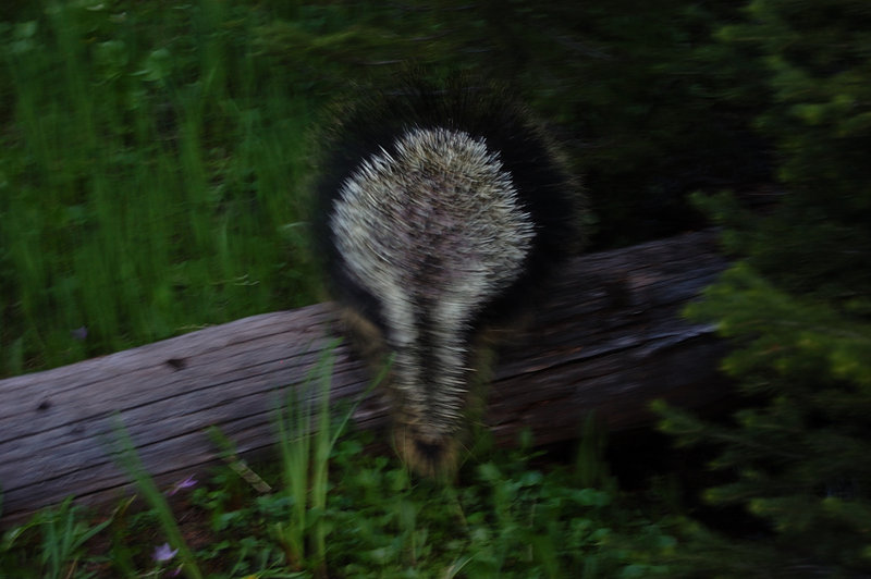 Got much better picture of its tail