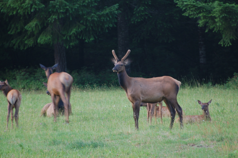 After the hike, we watched some elk near Wind River Rd