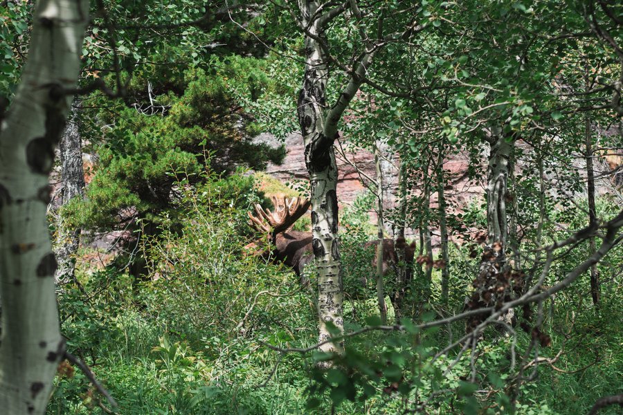 MOOSE!