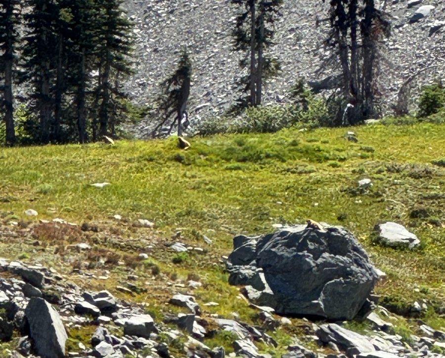 Photo from ONP Marmoteers