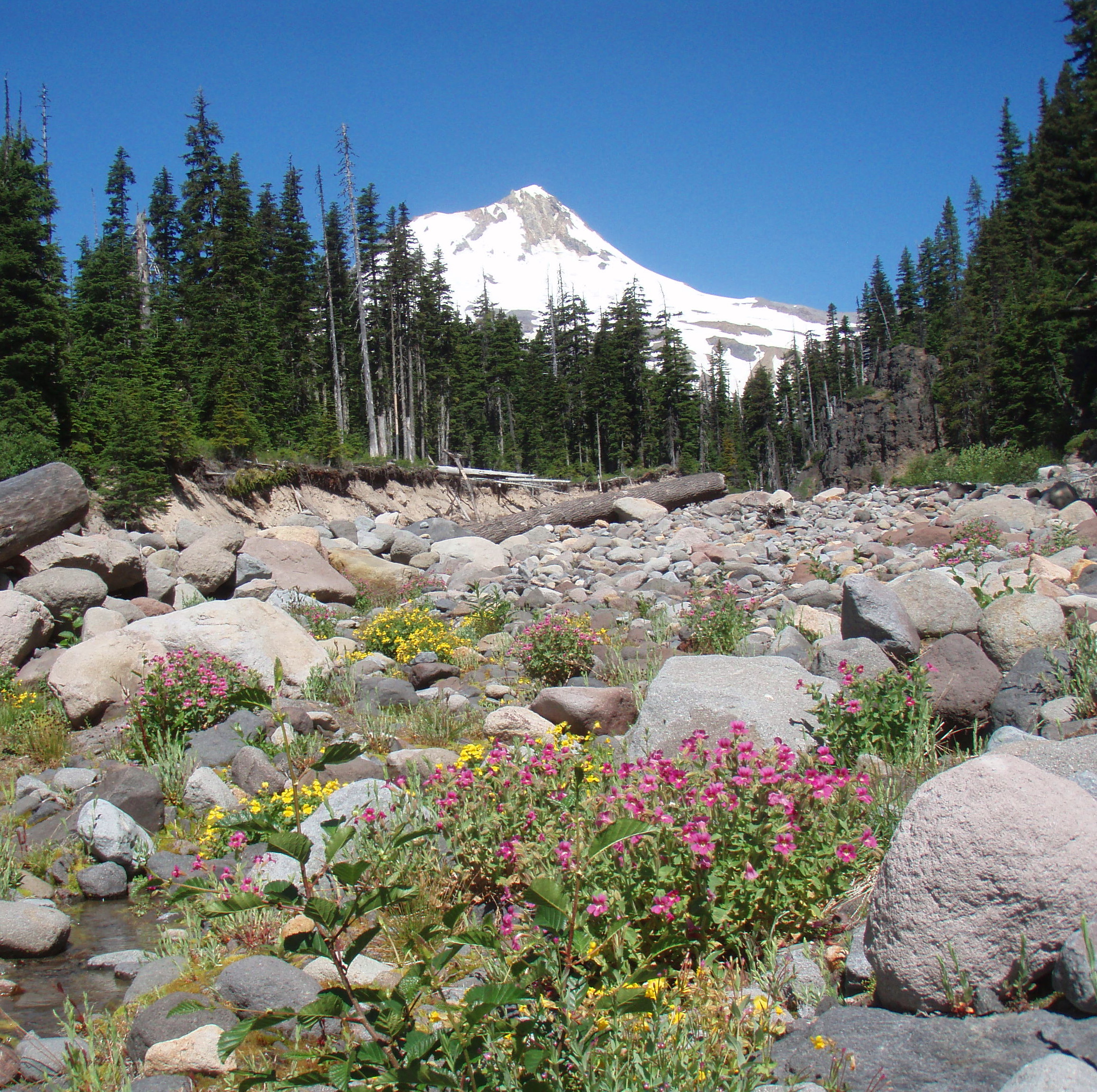 Newton Creek