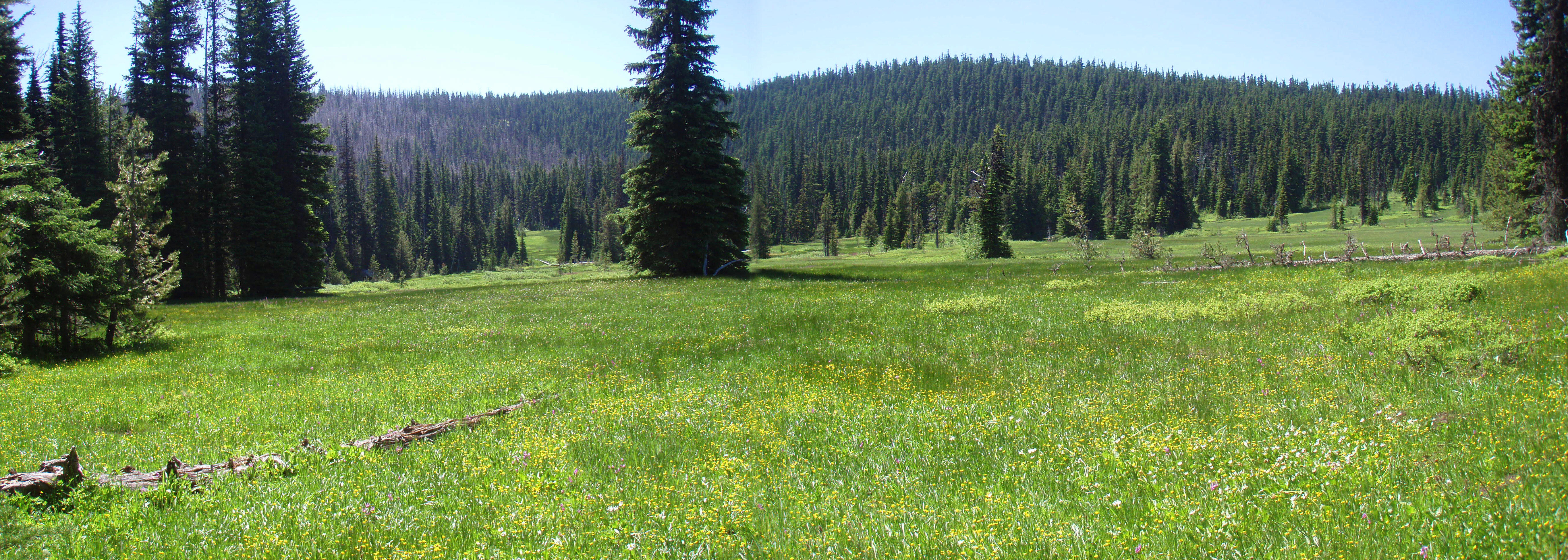Elk Meadow