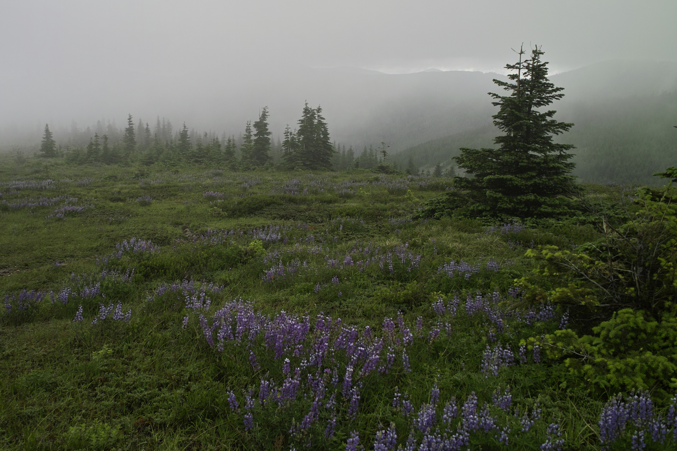 The little bald area below Indian Mountain is really rather nice.