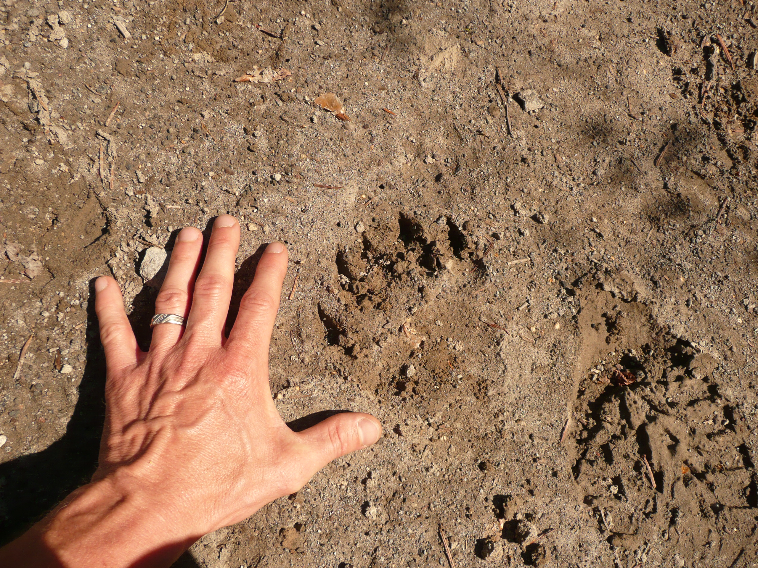 Name that animal track.