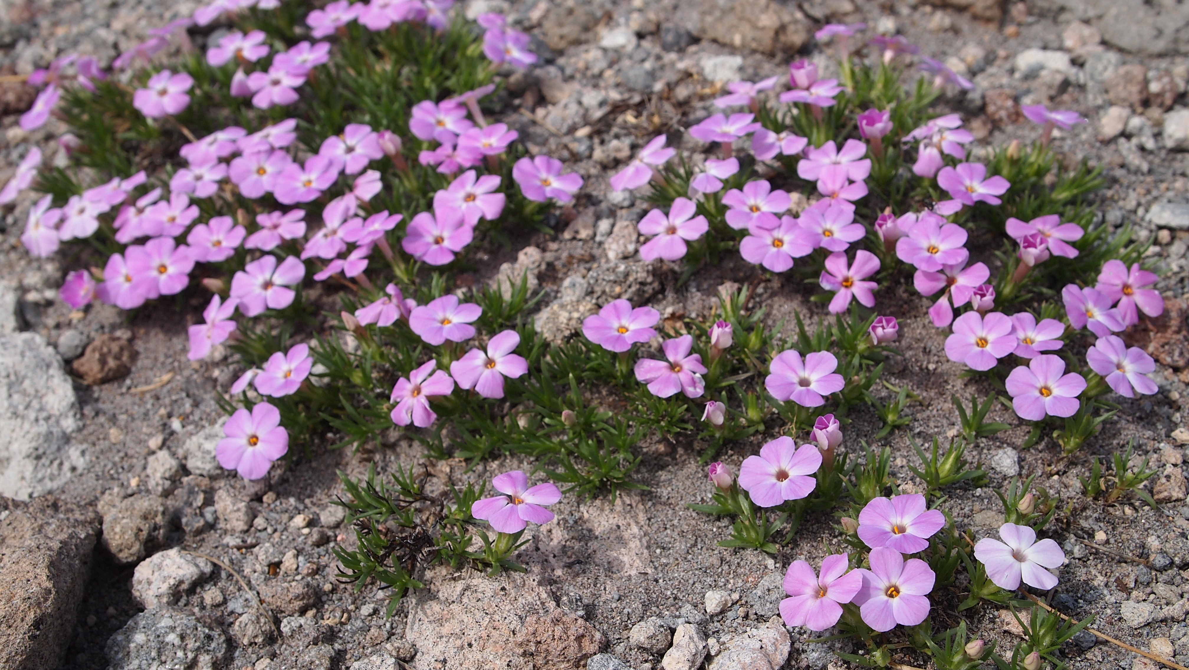 Wildflowers