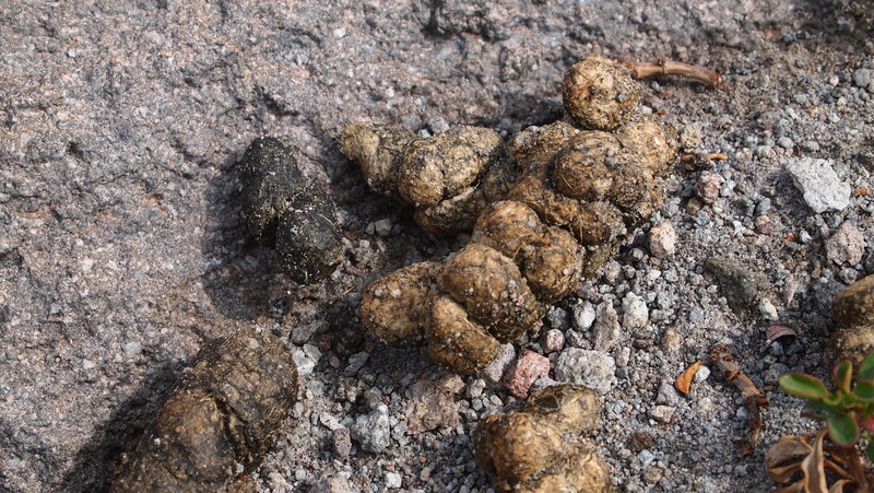 Scat #2