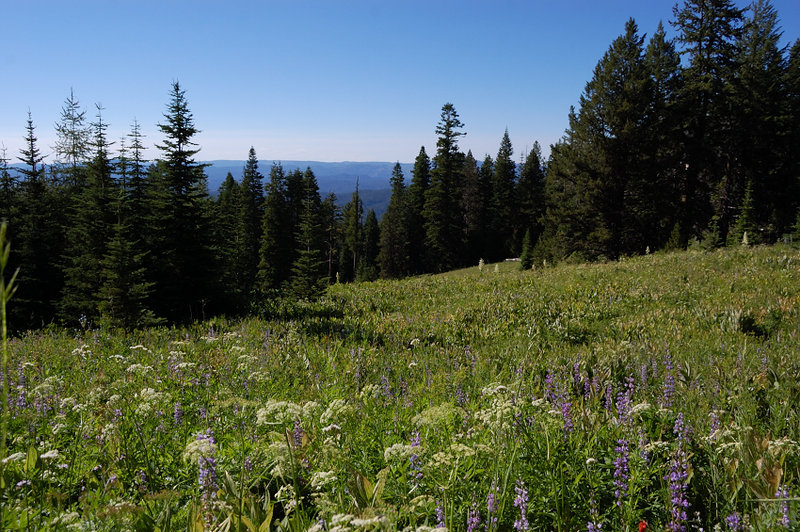 Approaching summit meadows. There was a profusion of wildflowers, mostly past peak but still very nice