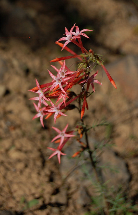 These flowers were common at dry plateau meadows (I only saw such plant in Utah desert hikes before). Hummingbirds really seem to like these; we literally saw dozens of hummingbirds on this hike