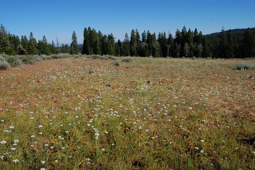 Lookout Mtn's summit is very big area covered with many meadows alternating with forest and small groups of trees... really park-like setting