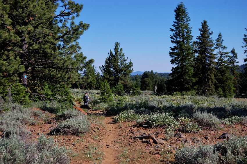 Lookout Mtn's summit is very big area covered with many meadows alternating with forest and small groups of trees... really park-like setting