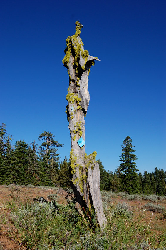 Being a ski trail, it's marked with blue diamonds