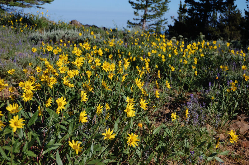 Balsamroot's still going good along the trail to North Point