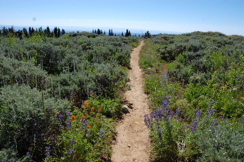 Huge summit meadow - not just sagebrush there but lots of flowers as well, and more hummingbirds I saw in prior two years