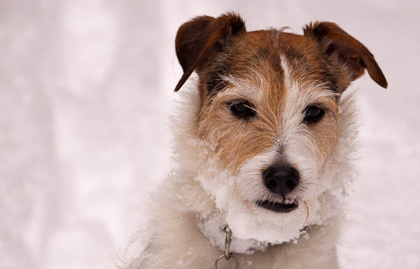 snow beard