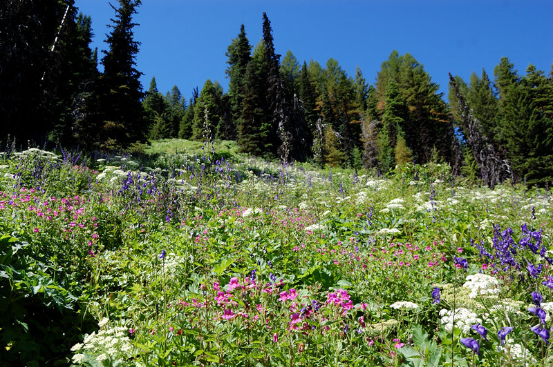 While summit meadows were a little past peak, forest meadows were as good as they probably get