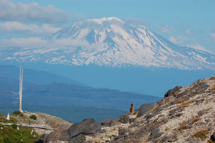 That little stump on the right is marmot standing guard