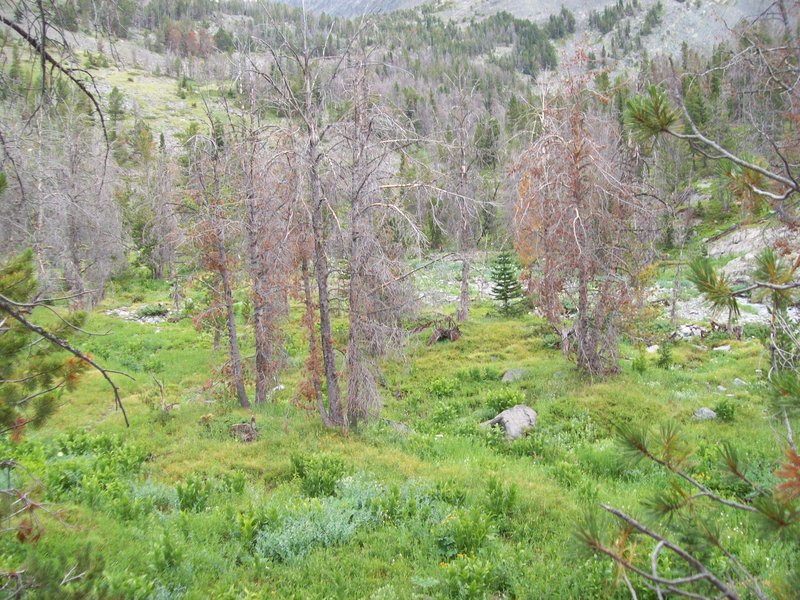 one of several meadows