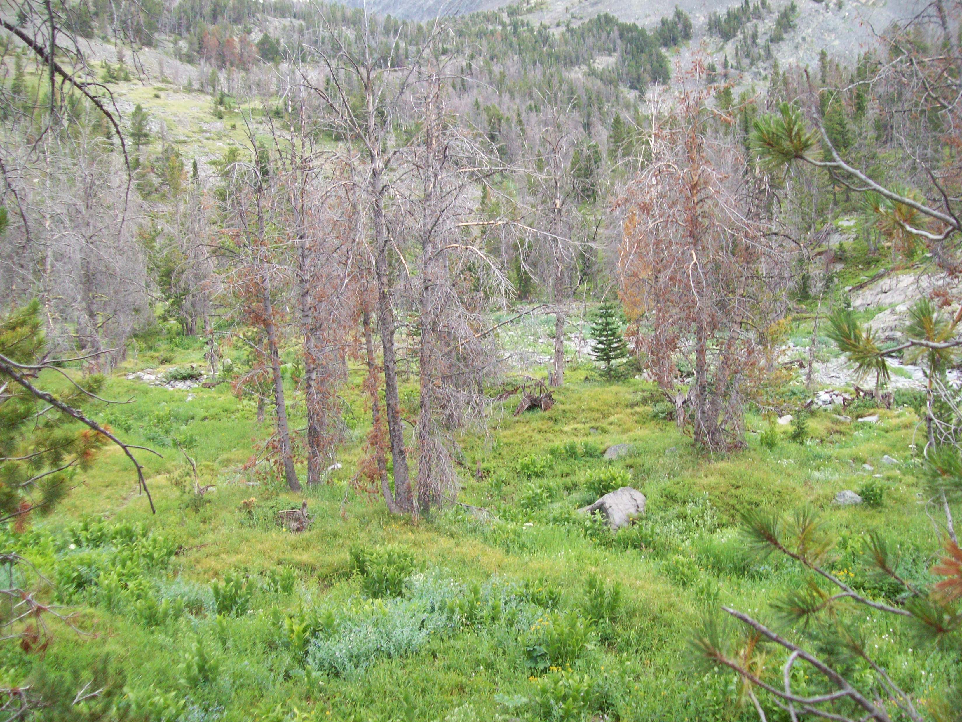 one of several meadows