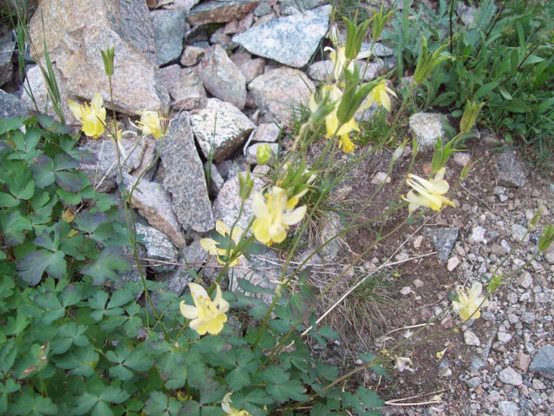 columbine