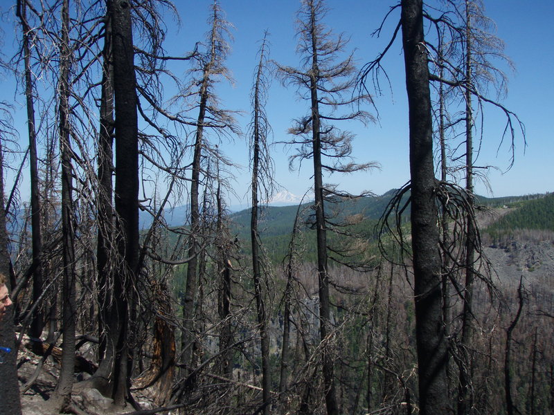 Burned area of Cathedral Ridge