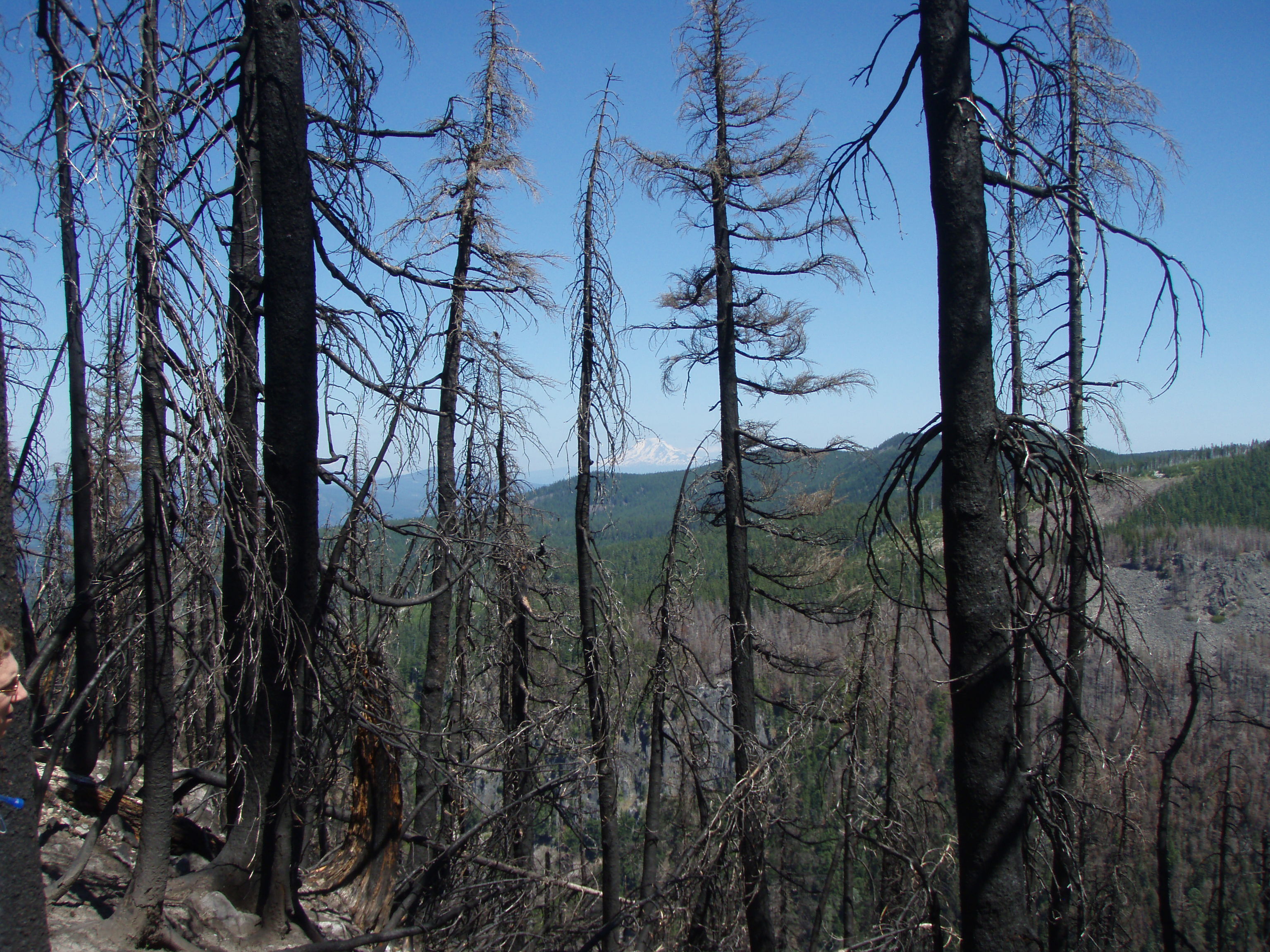 Burned area of Cathedral Ridge