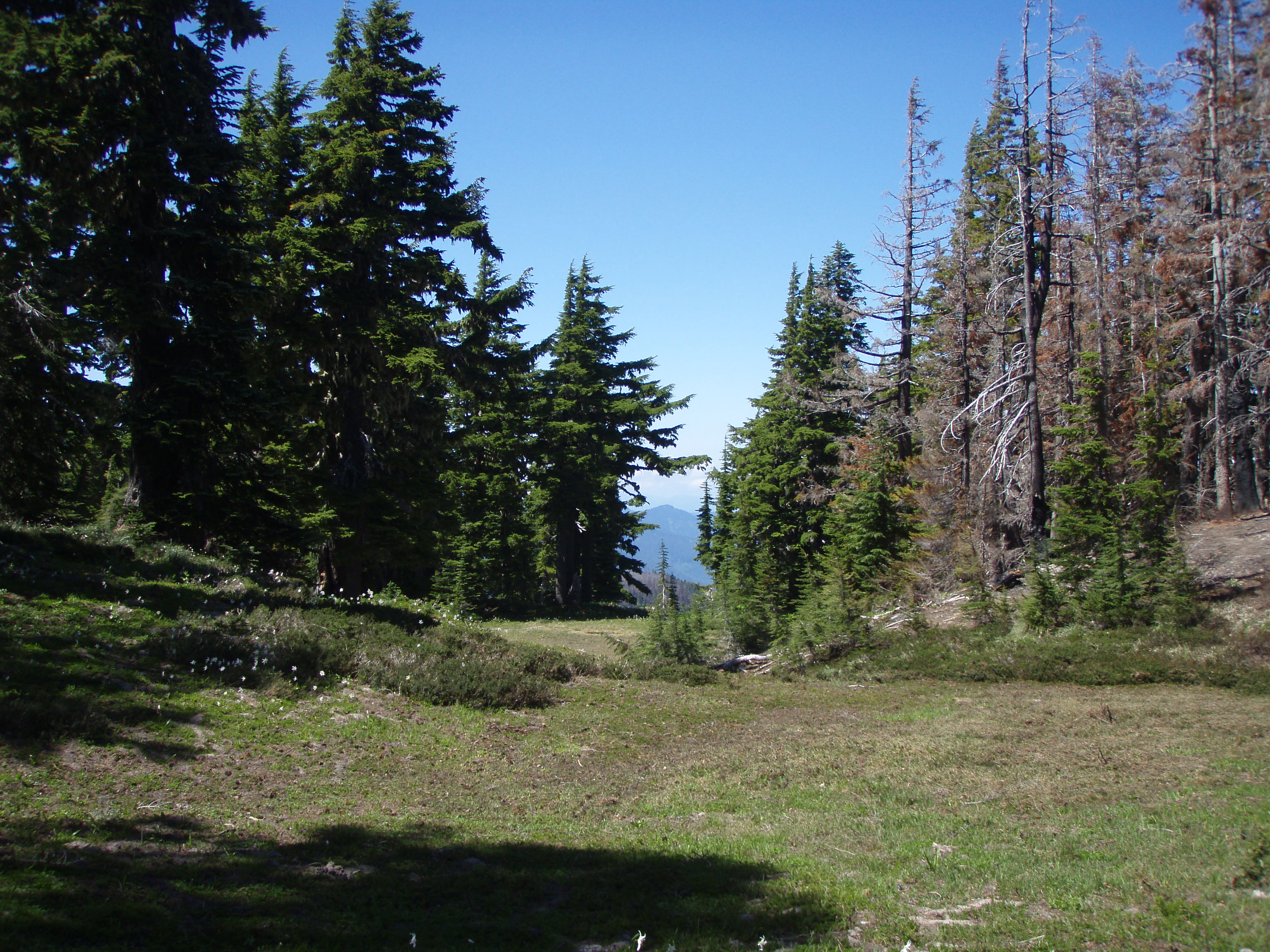 Cairn Basin - Part of the area was burned, part was not