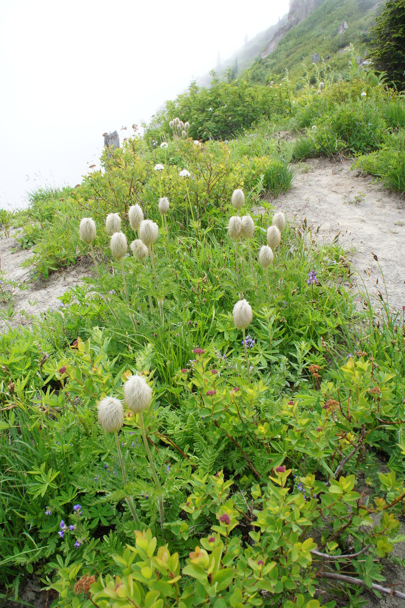 Western Pasque Flower Anemone