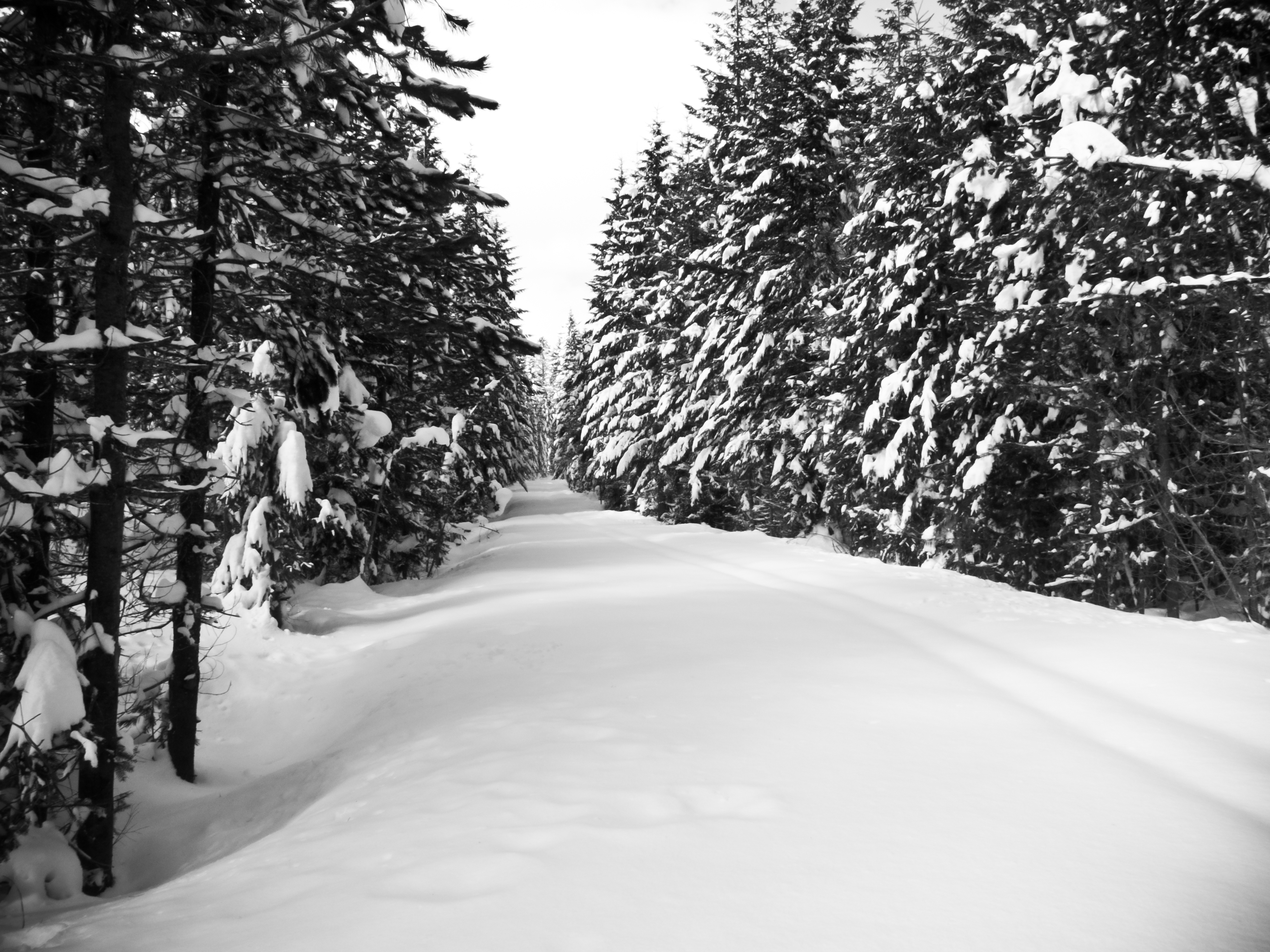 Crossing a forest road we should have been on.