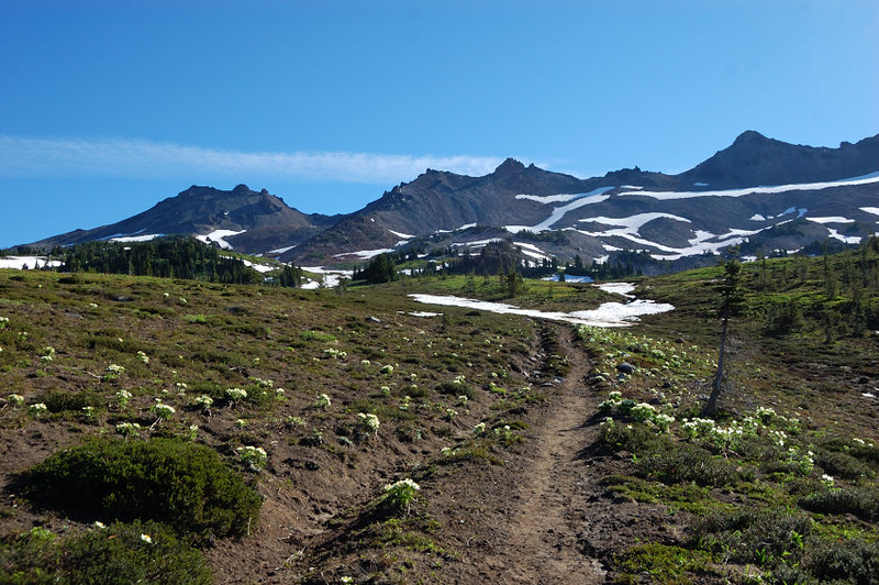 There were some nice flowers on Snowgrass Flats too - just not the usual lupine/heather mix yet
