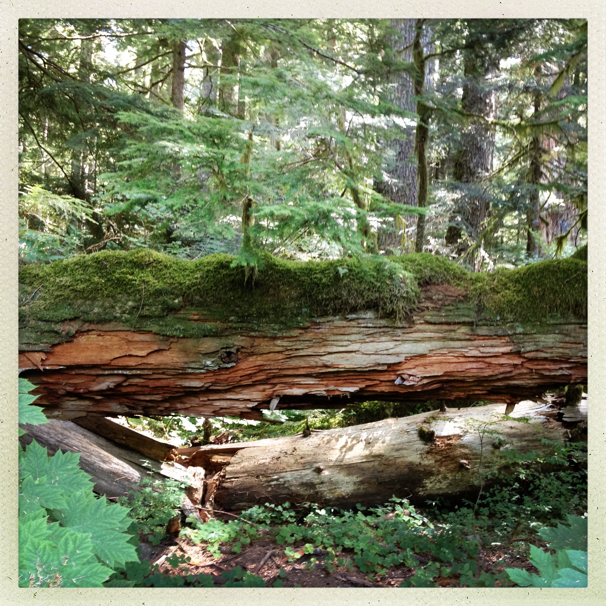 nurse log